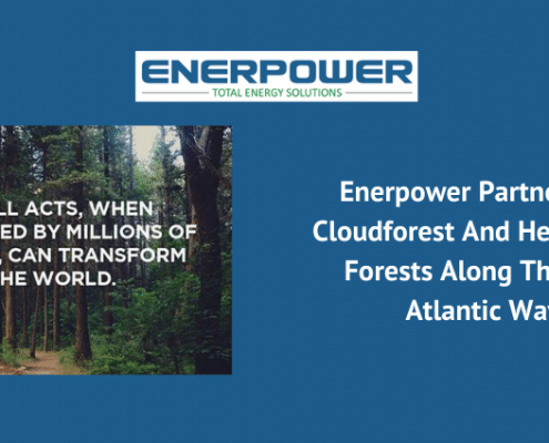Cloudforest Cool Partner 032