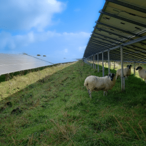 clean and go green. Sheep grazing under solar farm 